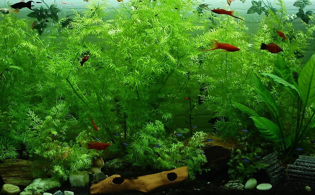 Rośliny i tła w akwarium