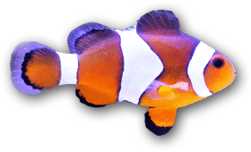 akwarium na wymiar - ryba