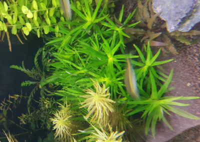 Rośliny w akwarium